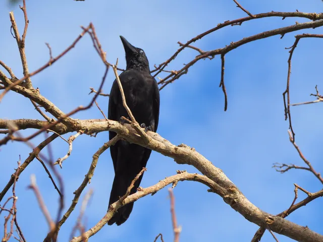 Species Image