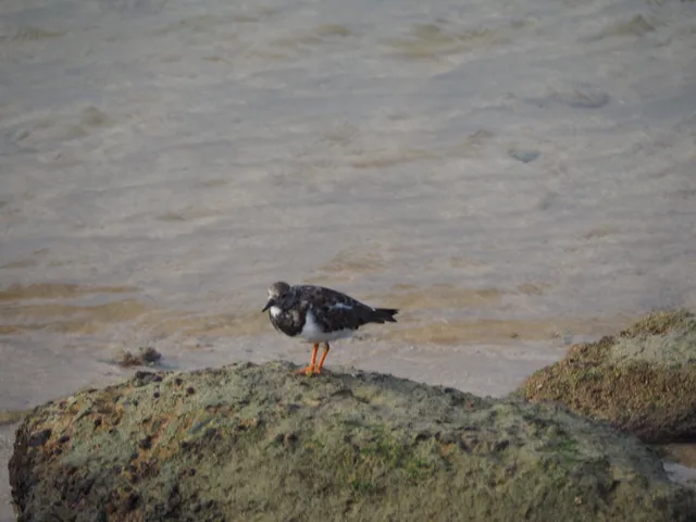 Species Image