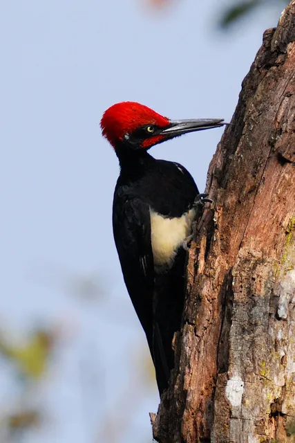 Species Image