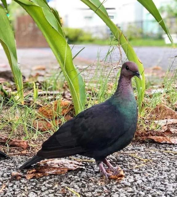 Species Image