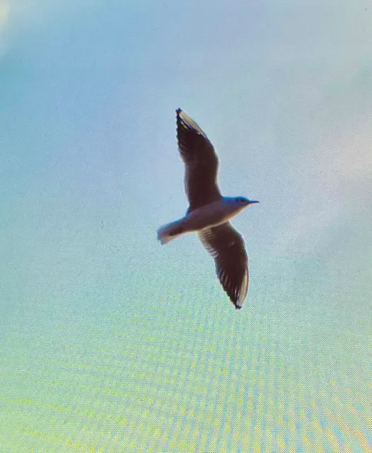 Species Image