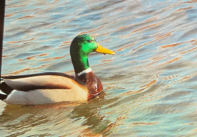 Species Image