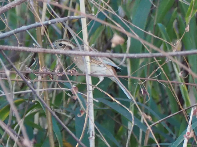 Species Image