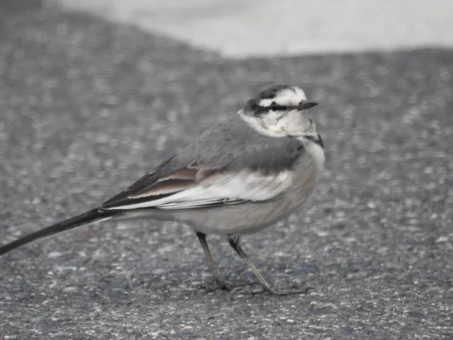 Species Image