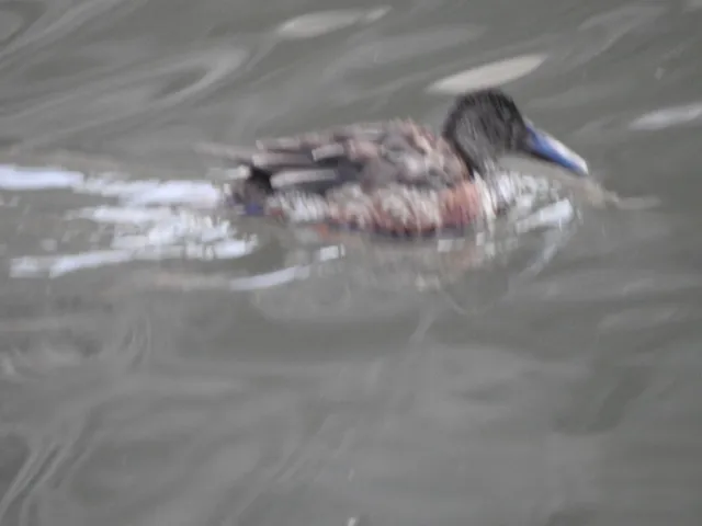 Species Image