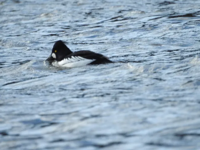 Species Image