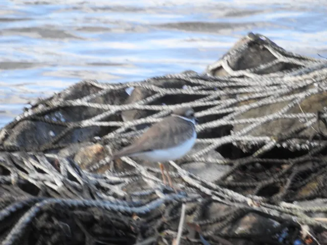 Species Image
