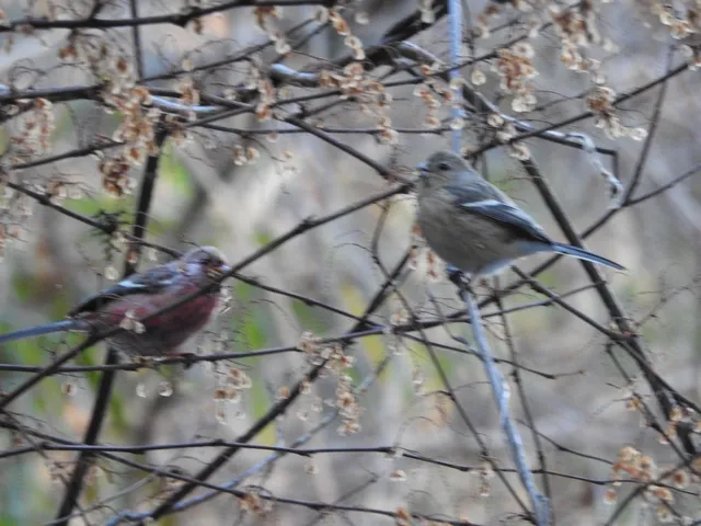 Species Image
