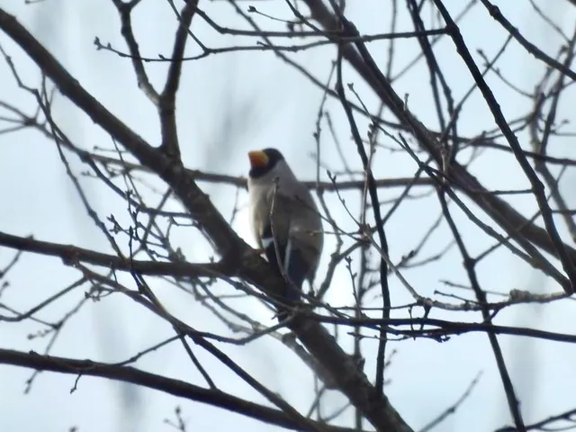 Species Image