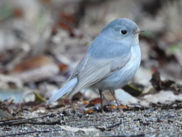 Species Image