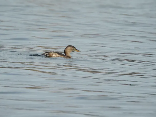 Species Image