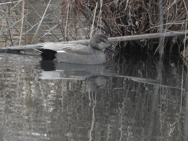 Species Image