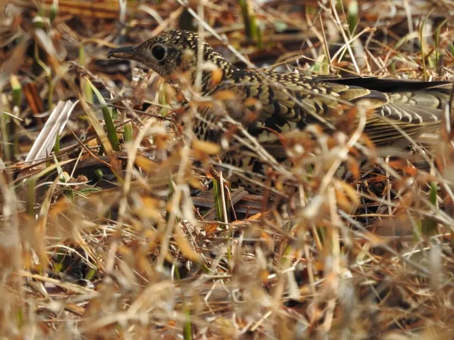 Species Image