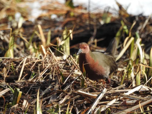 Species Image