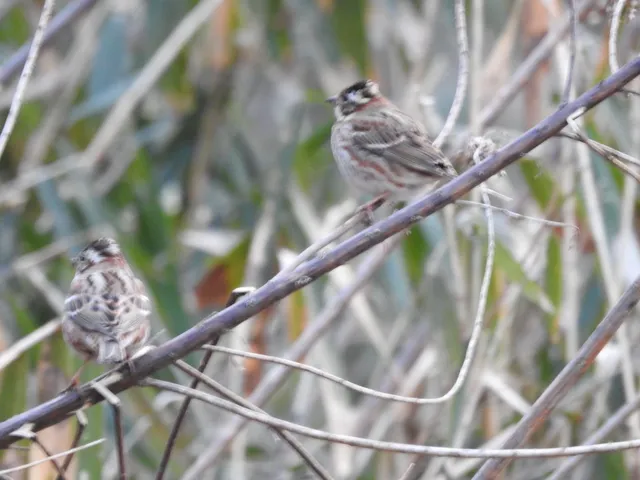 Species Image
