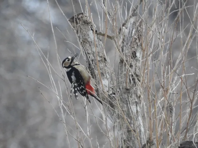 Species Image