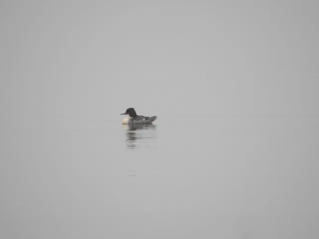 Species Image