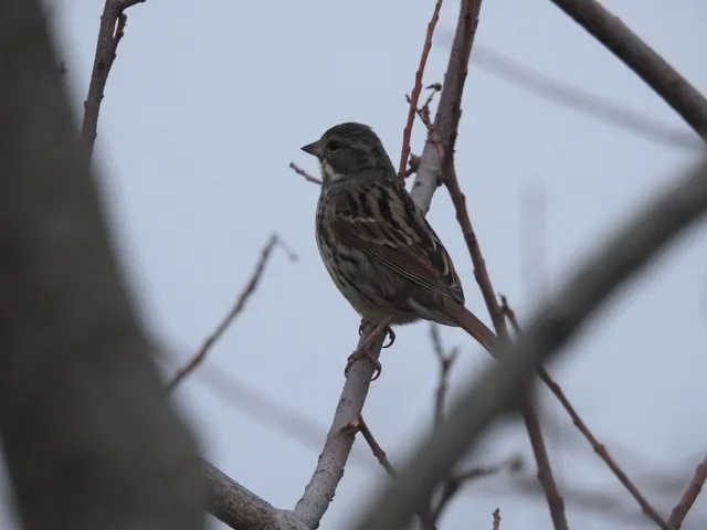 Species Image