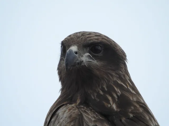 Species Image