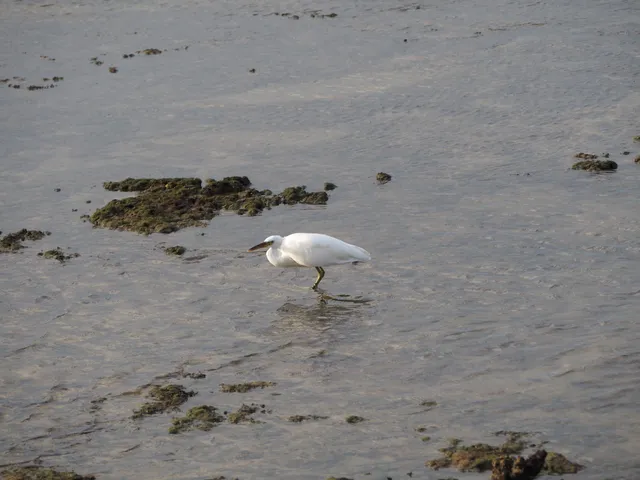 Species Image