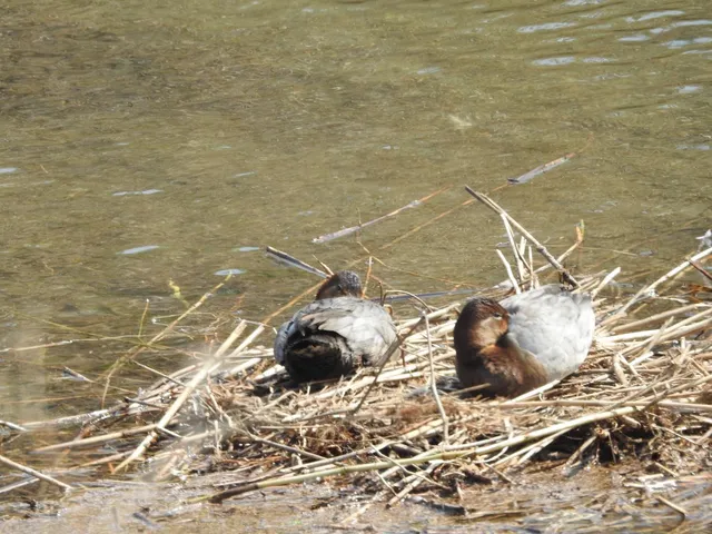Species Image