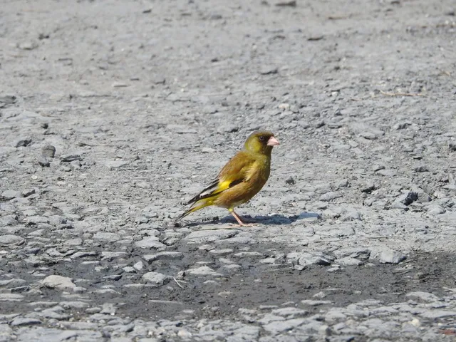 Species Image