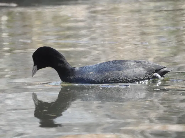 Species Image