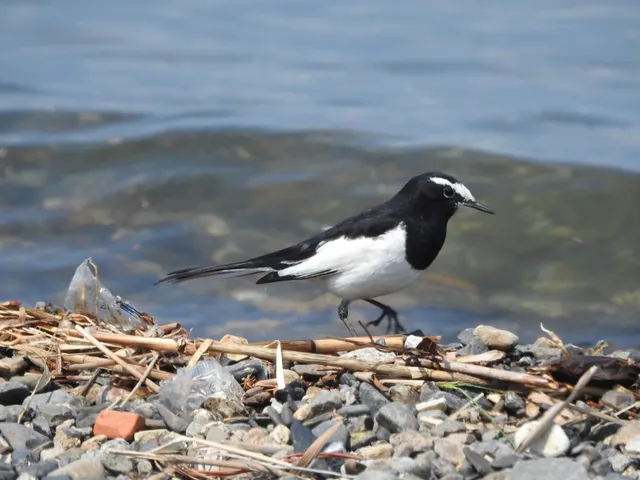 Species Image