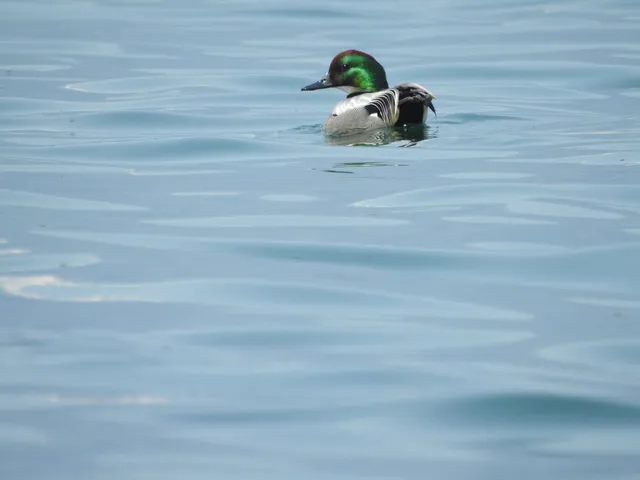 Species Image