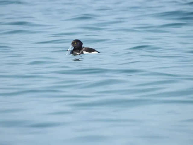Species Image
