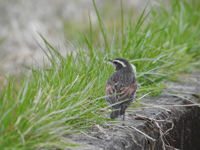 Species Image