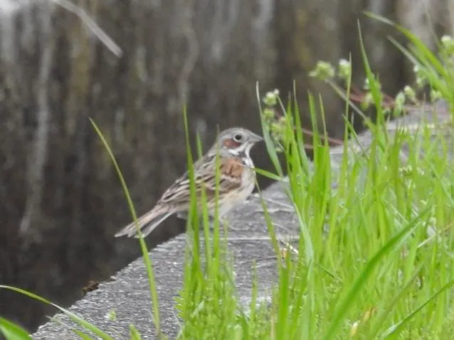 Species Image