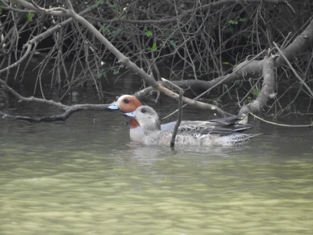 Species Image