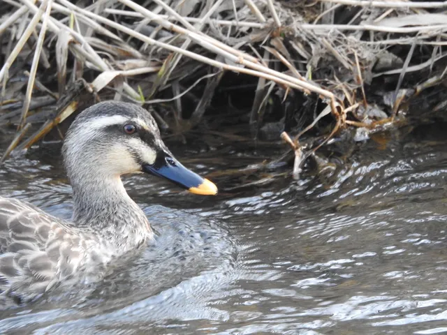 Species Image