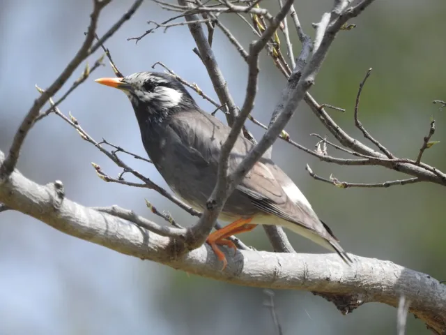 Species Image