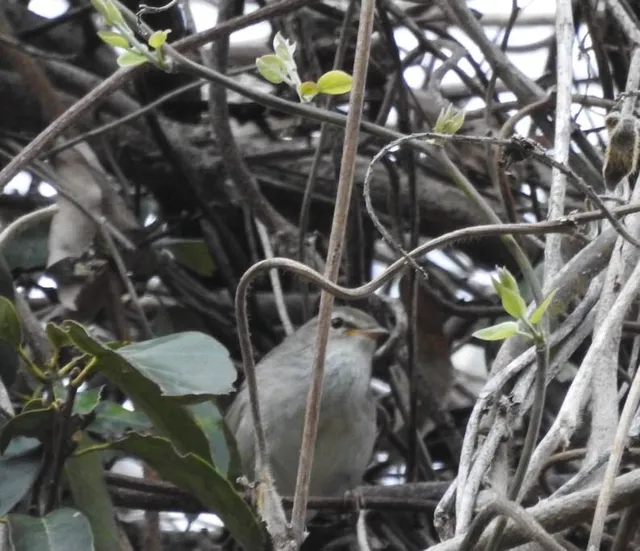 Species Image