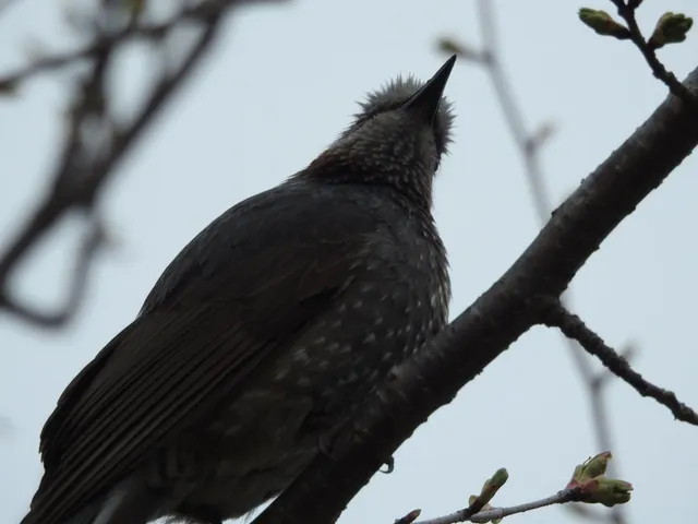 Species Image