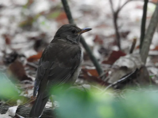 Species Image