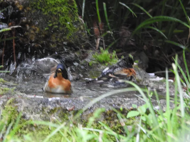 Species Image