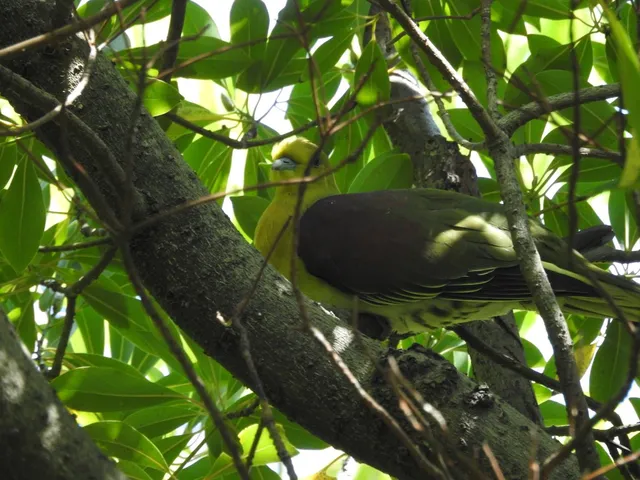 Species Image
