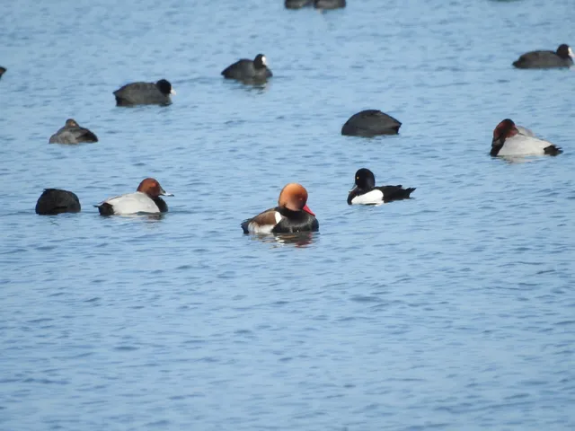 Species Image