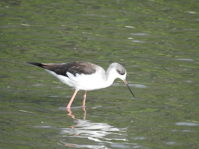 Species Image