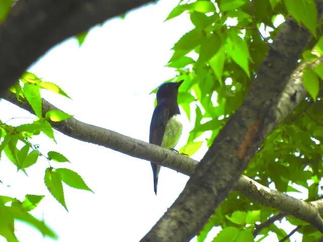 Species Image