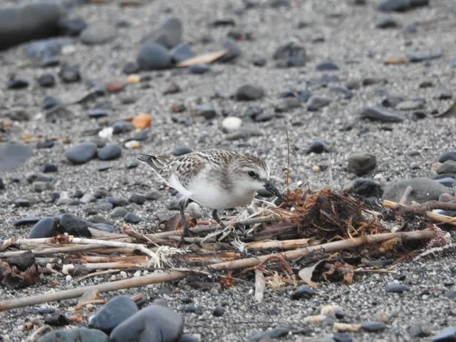 Species Image
