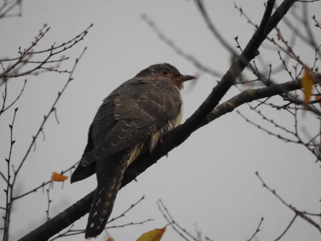 Species Image