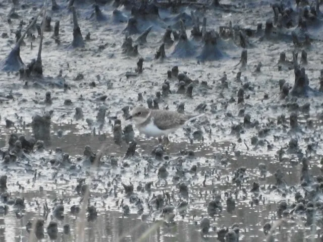 Species Image