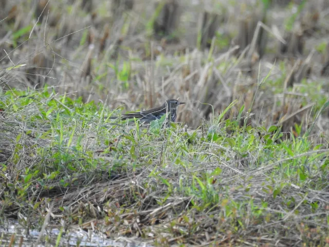 Species Image