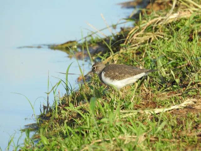 Species Image
