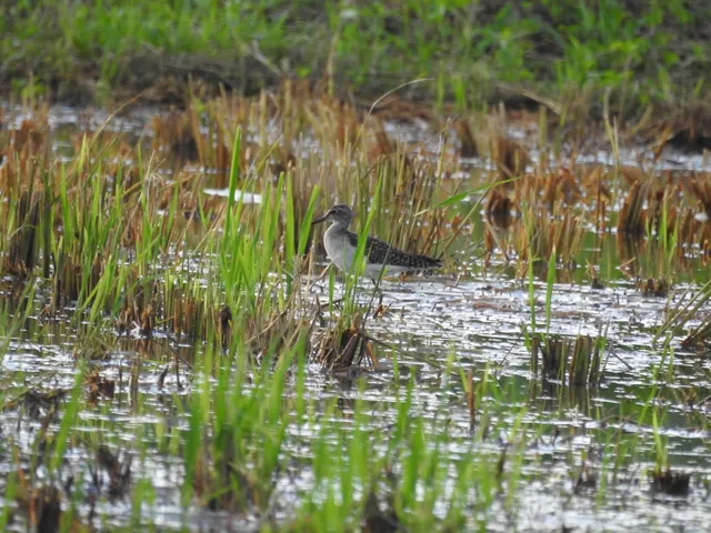 Species Image