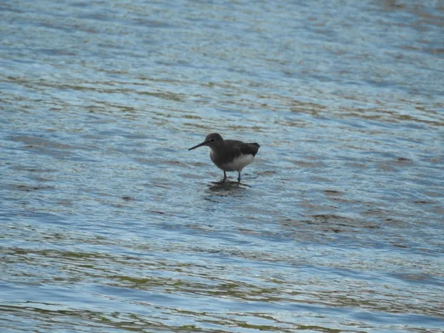 Species Image